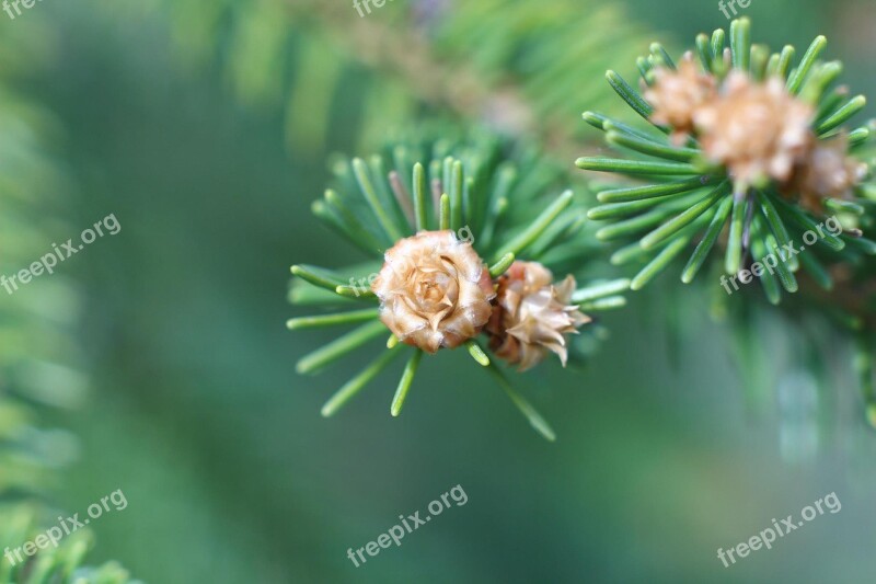 Macro Needles Forest Spruce Plant