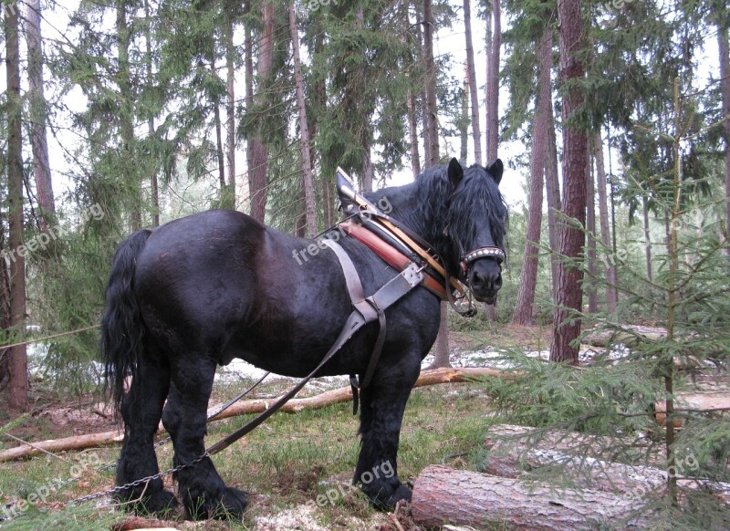 Horse Working In The Forest Concentration Pulling Logs Pulling