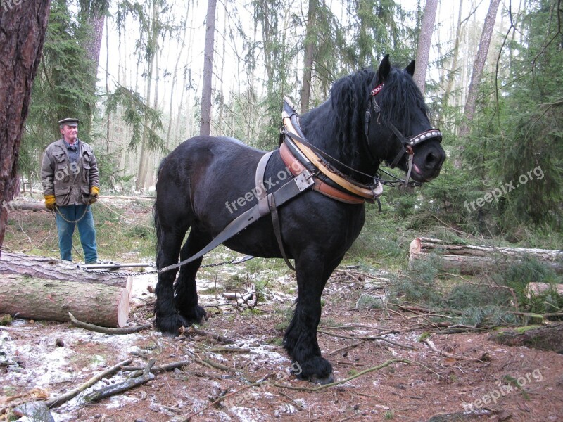 Horse Working In The Forest Concentration Pulling Logs Pulling