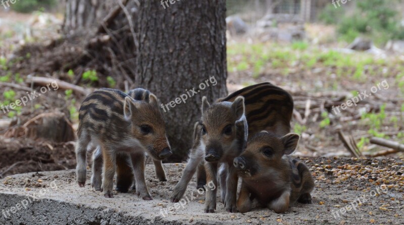 Hog Wild Wild Boar Mother Striped The Bristles