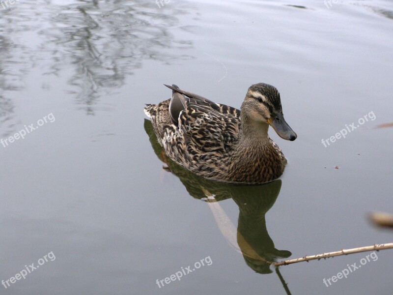 Mallard Duck Duck Pond Nature Water Bird