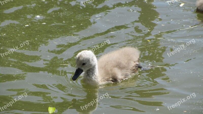 Swan United Labuťátko Swan Cub Water