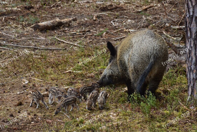 Hog Wild Wild Boar Mother Swine Sow