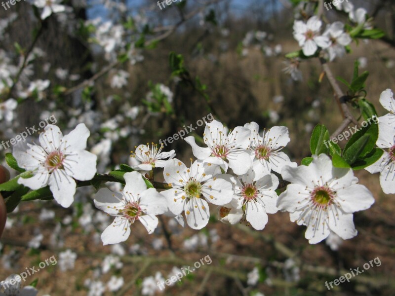 Flower Plant Forest Nature Flowers