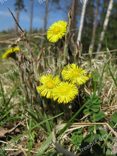 Flower Plant Forest Nature Flowers