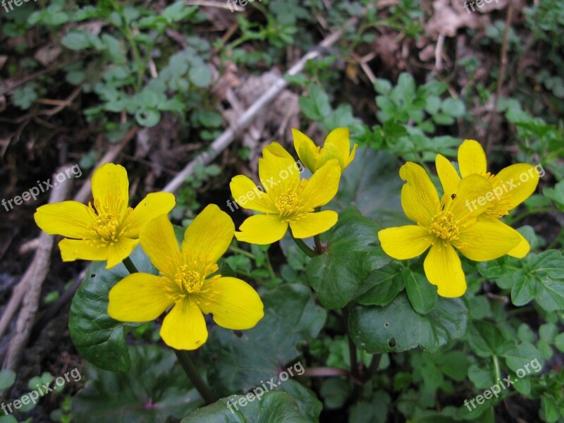 Flower Plant Forest Nature Flowers