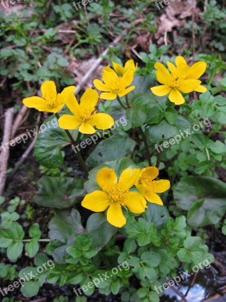 Flower Plant Forest Nature Flowers