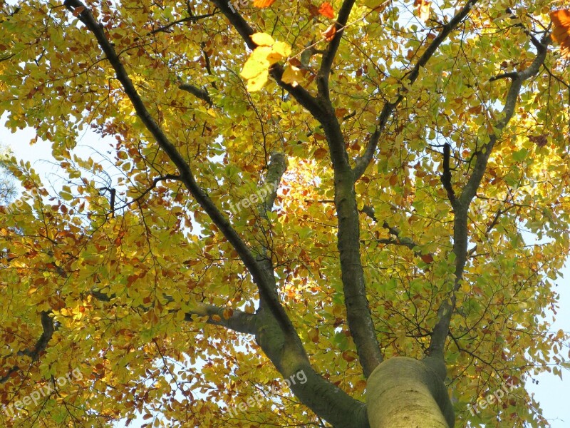 Beech Beech Forest Fagus Sylvatica Treetops Reflected Rays