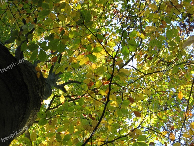 Beech Beech Forest Fagus Sylvatica Treetops Reflected Rays