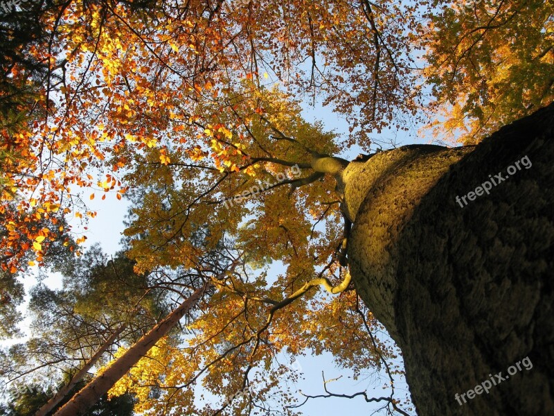 Beech Beech Forest Fagus Sylvatica Treetops Reflected Rays