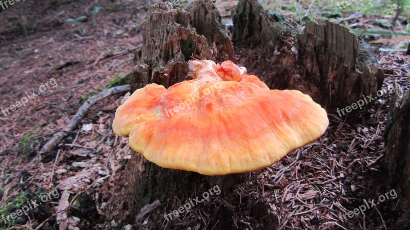 Fungus Polypore Sirovec Orange Dřevokazný