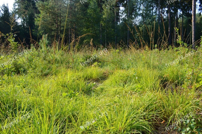 Glade Grass And Weed Cutting The Sod