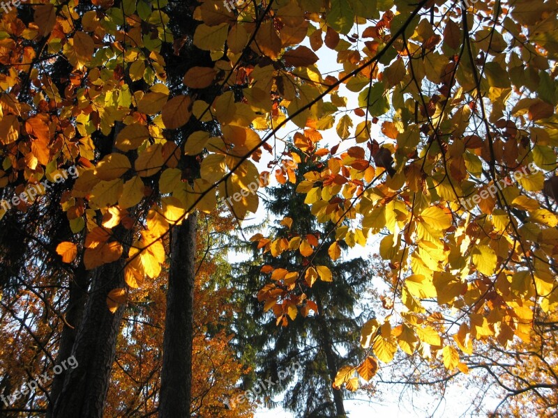 Beech Forest Beech Bučina Light Sun