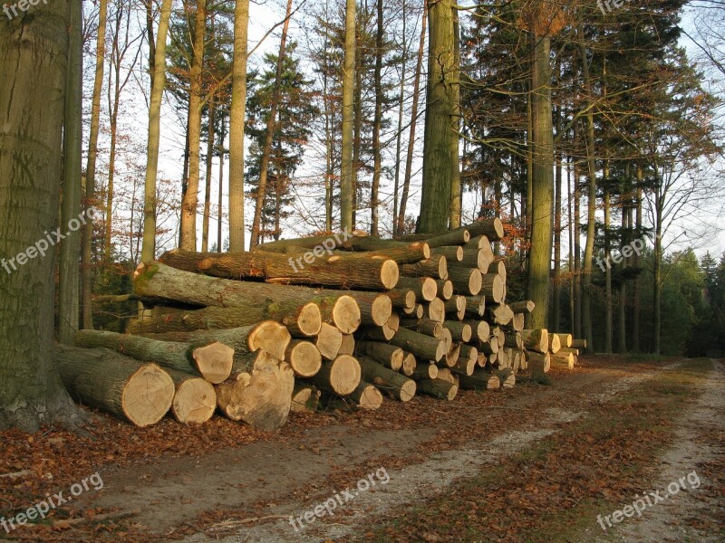 Wood Beech Kulatina Stack Sawn Timber