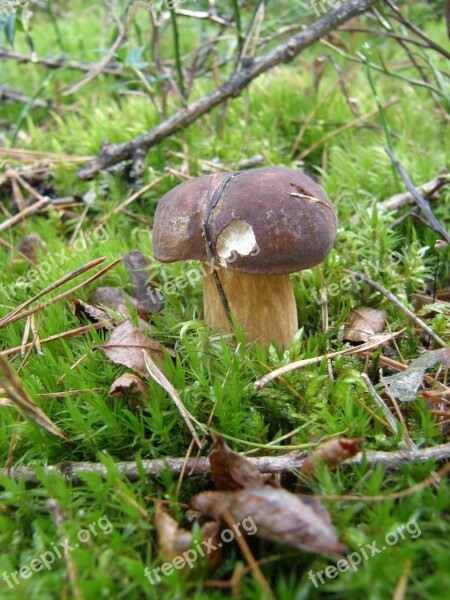 Fungus Forest Autumn Moss Green