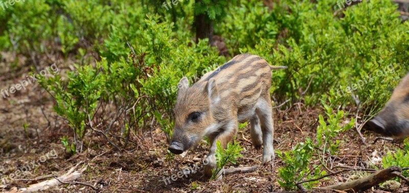 Pig Piglet One Wild Boar The Critters