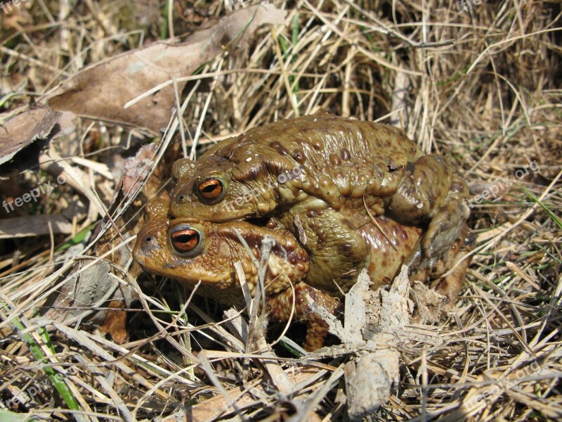 Toad Frog Brown Mating Amphibian