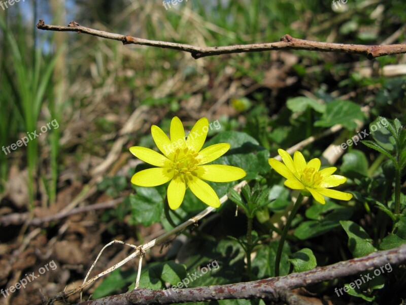 Ficaria Lesser Celandine Yellow Flower Odkvétá