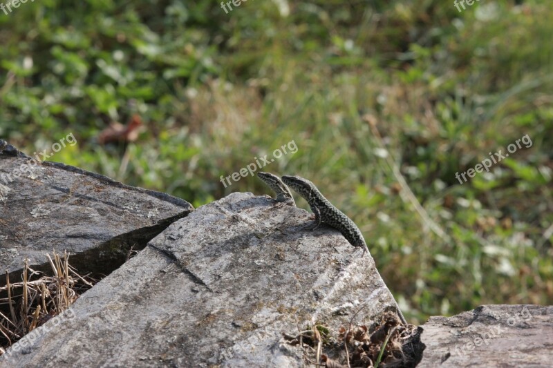 Lizards Reptile Cold Blooded Animals Fence Lizards Sun