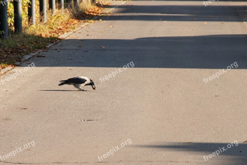 Road Crow Nut Bird Carrion Crow