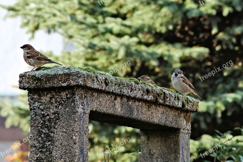 Passage Moss Birds Sparrows Trees