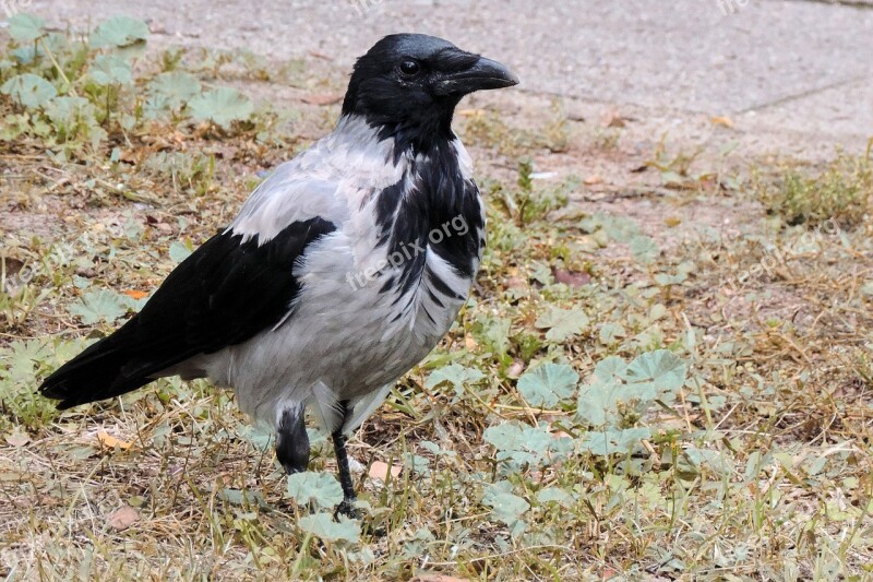 Crow Bird Plumage Raven Bird Animal