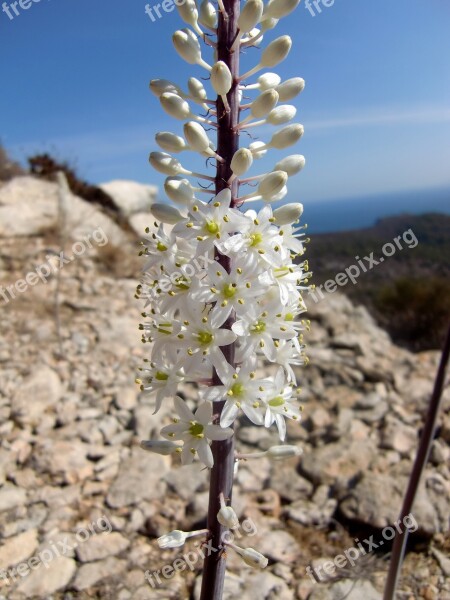 Orchid Blossom Bloom White Flowering Stems