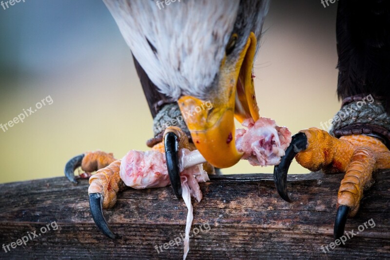 Bald Eagle Prey Haliaeetus Leucocephalus Adler Raptor