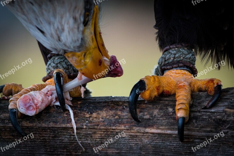 Bald Eagle Prey Haliaeetus Leucocephalus Adler Raptor