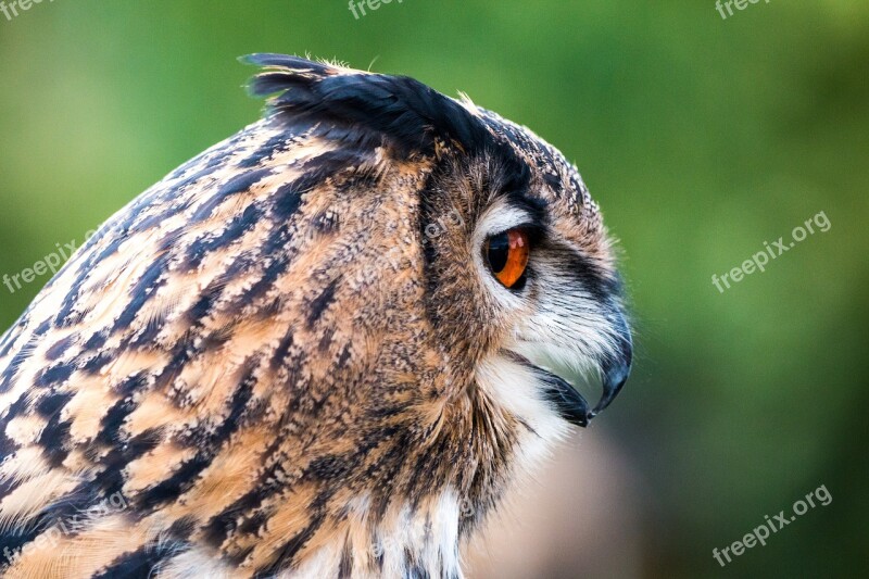 Eagle Owl Bubo Bubo Owl Bird Feather