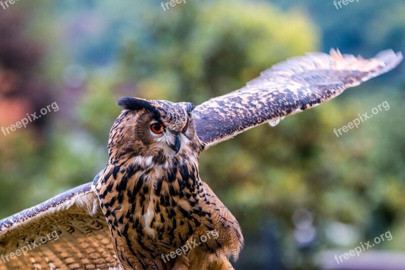 Eagle Owl Bubo Bubo Owl Bird Feather