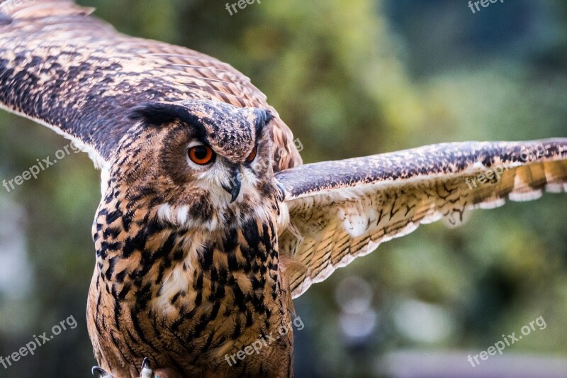 Eagle Owl Bubo Bubo Owl Bird Feather