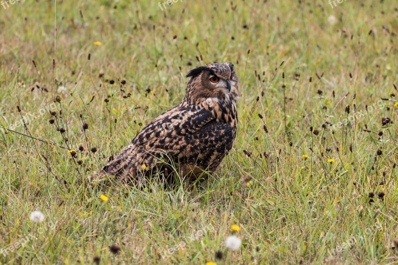 Eagle Owl Bubo Bubo Owl Bird Feather