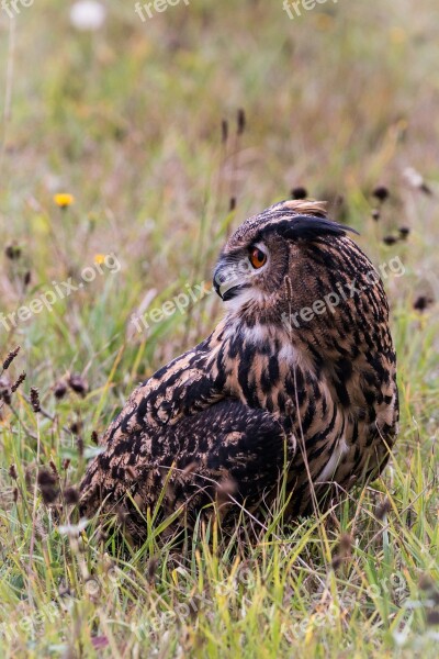 Eagle Owl Bubo Bubo Owl Bird Feather