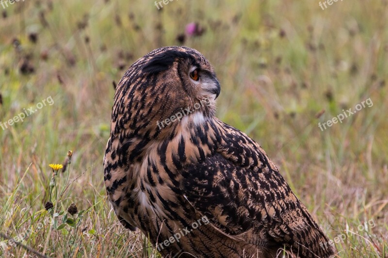 Eagle Owl Bubo Bubo Owl Bird Feather