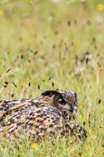 Eagle Owl Bubo Bubo Owl Bird Feather