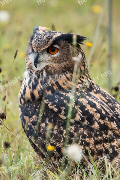 Eagle Owl Bubo Bubo Owl Bird Feather