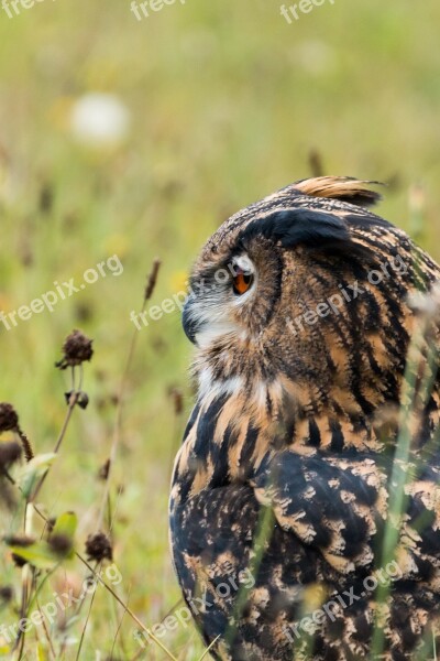 Eagle Owl Bubo Bubo Owl Bird Feather