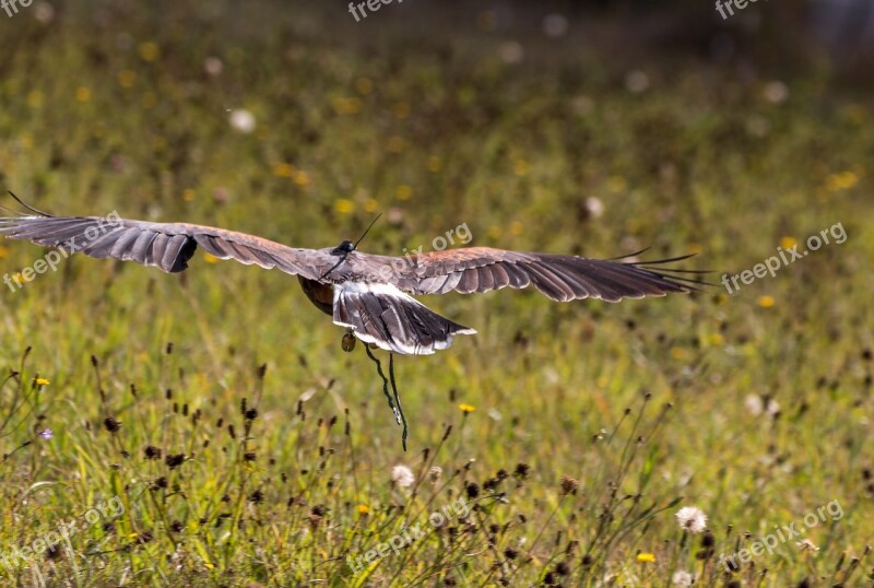 Harris Hawk Raptor Falconry Bird Of Prey Bird