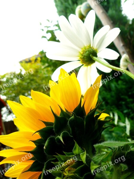 Sunflower Marguerite Blossom Bloom Flowers