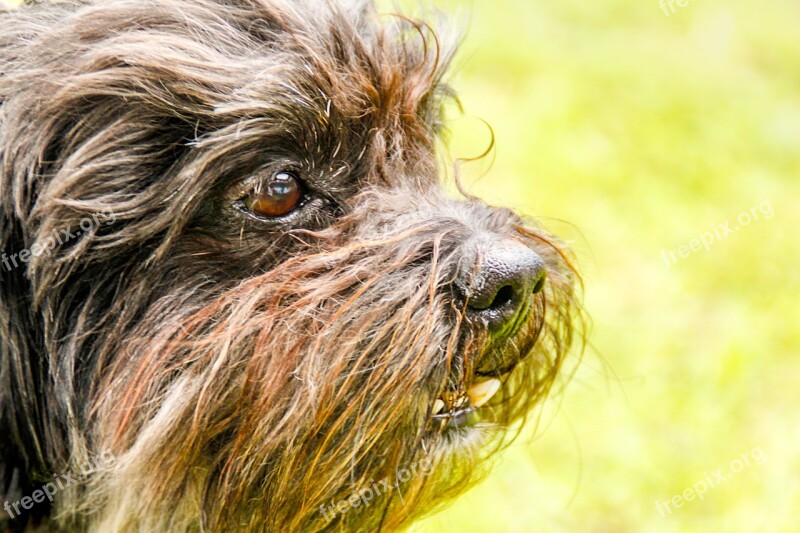 Dog Snout Clarity Head Animal Portrait