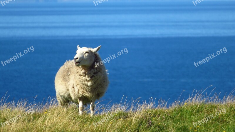 Sheep Sea Grass Bleat Wool