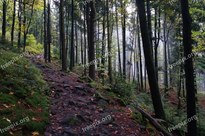 Forest Away Fog Mountain Trees