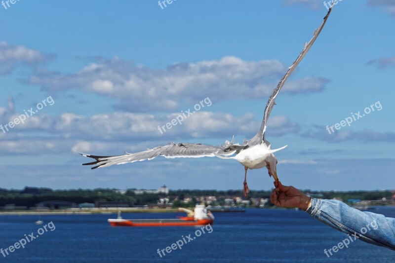 Seagull Bird Close Up Birds Water Bird