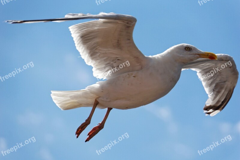 Gull Bird Close Up Water Bird Animal