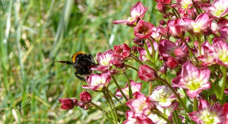 Hummel Flowers Spring Nature Pink Flower