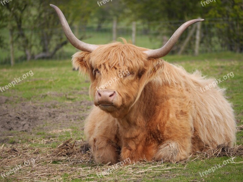 Cow Highland Animal Scottish Hairy