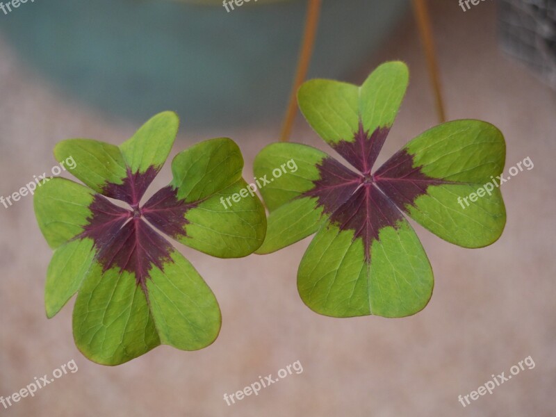 Leaf Clover Oxalis Ireland Plant