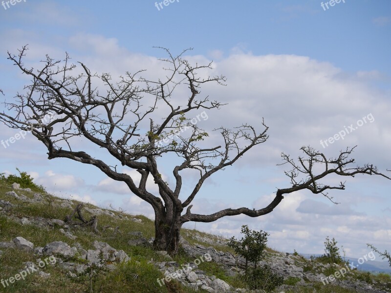 Tree Landscape Nature Green Foliage