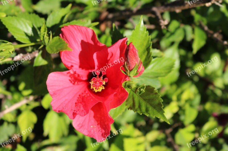 Hibiscus Flower Hibiscus Marshmallow Flower Close Up